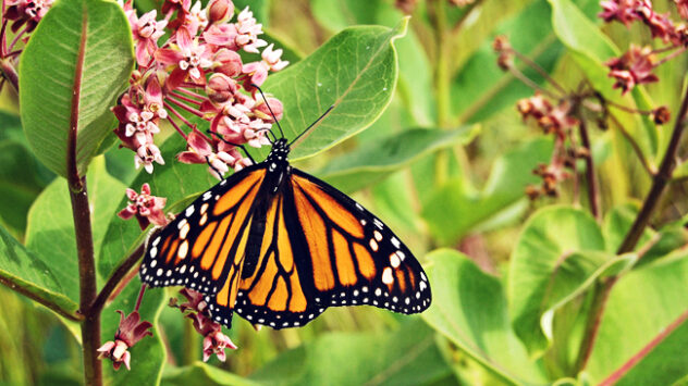 Why Millions of Monarch Butterflies Are Dying in Mexico