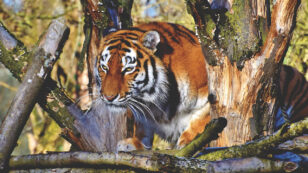 A Conservationist’s Guide to “Tiger King”: Keep Wildlife in the Wild