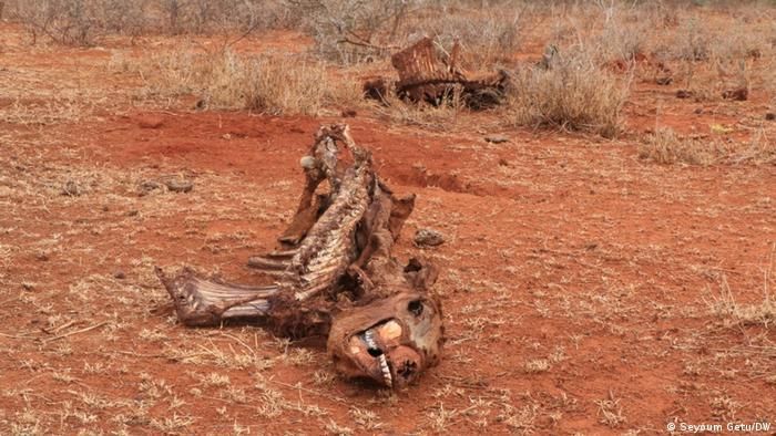 Dead animals in a field that has suffered severe drought. 