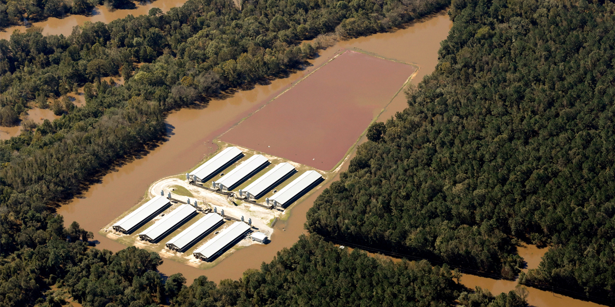 Billions of Gallons of Animal Waste From Factory Farms Poses Health Risks in Wake of Hurricane Matthew