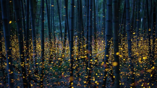 How Do These Fireflies Sync Their Iconic Flashes? New Research Has Answers