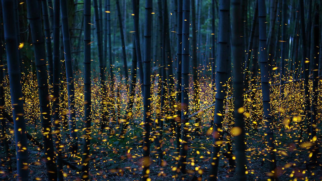 <wbr />Thousands of fireflies inn Shikoku Island, Japan