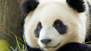 Giant Success for Giant Pandas