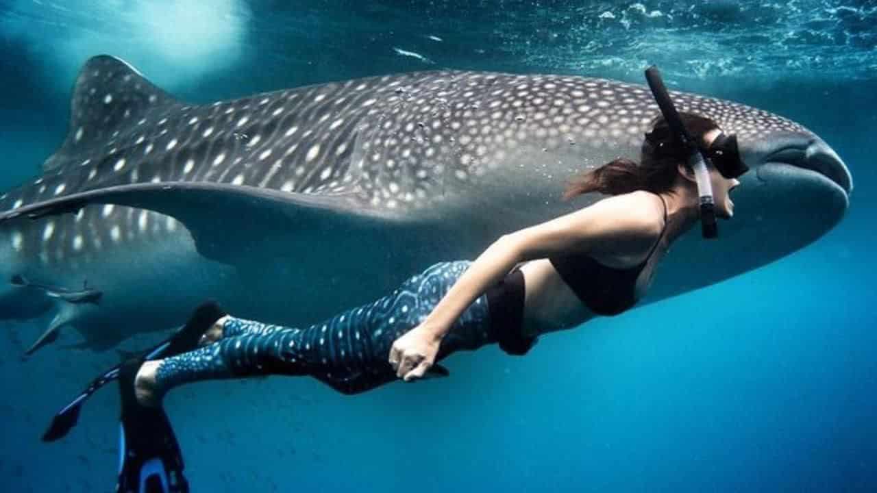 Waterlust whale shark