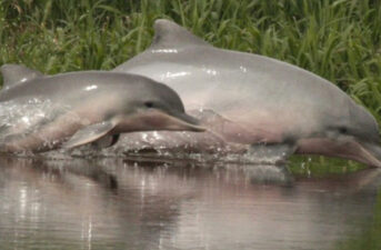 Hunting, Fishing Cause Dramatic Decline in Amazon River Dolphins