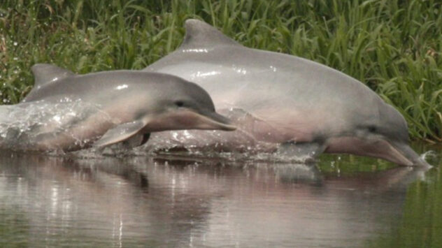Hunting, Fishing Cause Dramatic Decline in Amazon River Dolphins