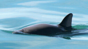 Only 60 Vaquita Left as World’s Smallest Porpoise Slides Toward Extinction