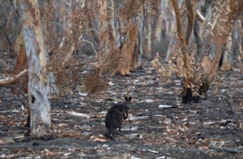 143 Million Mammals Lost in Australia Wildfires, New Report Finds