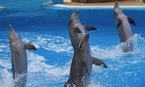 Tens of Thousands of People Demand Arizona’s ‘Swim With The Dolphins’ Park Be Stopped