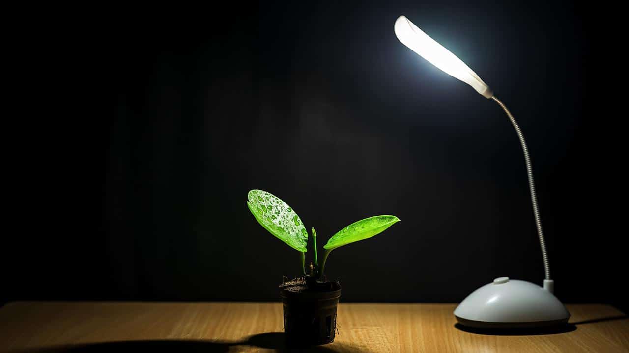What are the Best Grow Lights for Indoor Plants?