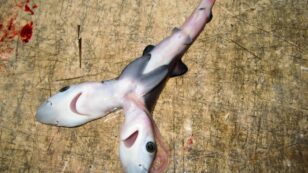Bizarre Two-Headed Sharks Showing Up in Many Parts of the World
