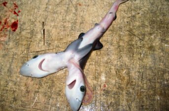 Bizarre Two-Headed Sharks Showing Up in Many Parts of the World
