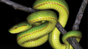 Scientists Name New Snake After Harry Potter’s Salazar Slytherin