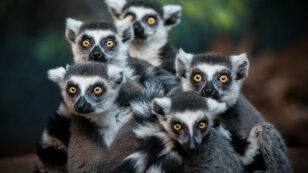 95% of World’s Lemur Population on Edge Of Extinction