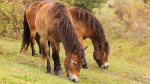 Feral Horses Gallop to the Rescue of Butterflies in Distress