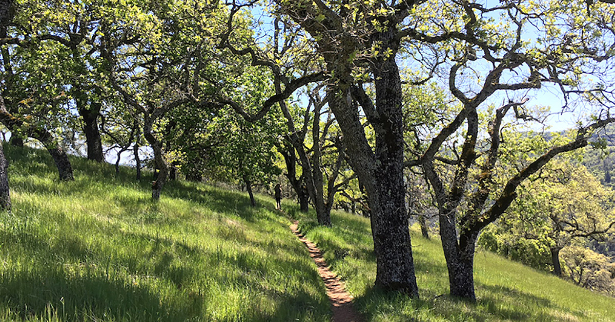 Henry Coe State Park Is the Bay Area’s Best-Kept Backpacking Secret