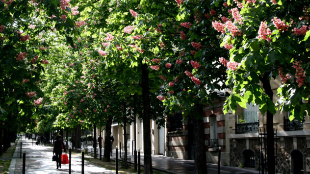 Why City Trees Are Needed More Than Ever