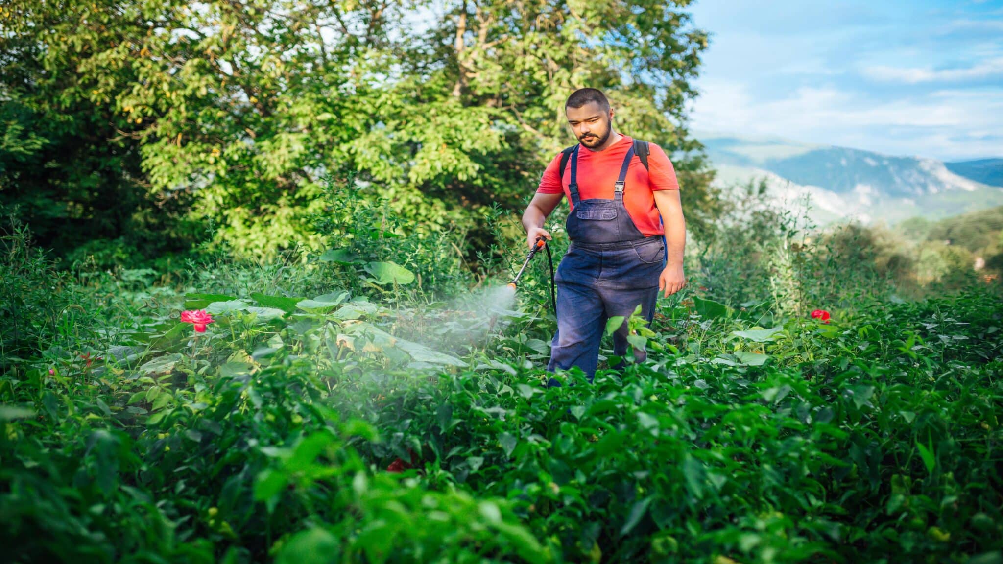 A farmer sprays an herbicide on a garden.
