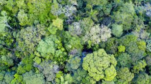 Tropical Forests Are Losing Their Ability to Absorb Carbon, Study Finds