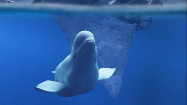 Belugas Are Dying off in Alaska and Oil and Gas Operations Are to Blame, Says Lawsuit