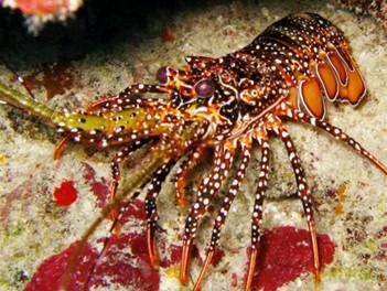 A spotted lobster. 