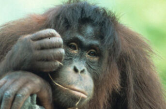 Top 25 Most Endangered Primates: the Most Current List