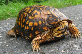 New South Carolina Law Protects Turtles From Wildlife Trafficking