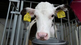 Animal Agriculture Responsible for 57% of Greenhouse Gas Emissions From Food Production, Study Finds