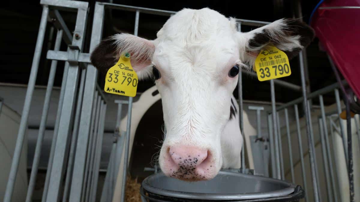 A calf on a dairy farm in Germany.
