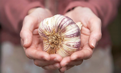 Always Wanted to Grow Your Own Garlic? Here’s How