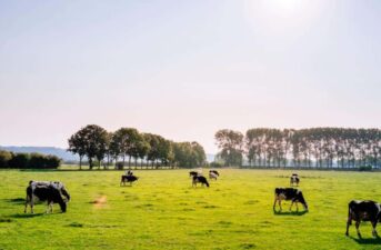 How Climate Change Is Stunting Farm Production
