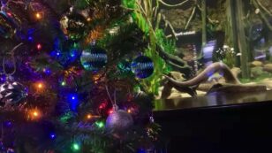 An Electric Eel Is Controlling the Lights on This Tennessee Christmas Tree