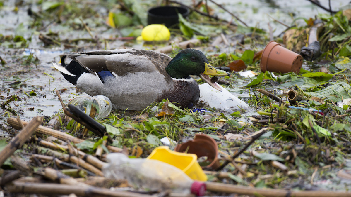 Birds Are Eating Hundreds of Plastic Bits Daily, New Studies Find - EcoWatch