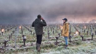Climate Threatens 2021 French Wine Crop