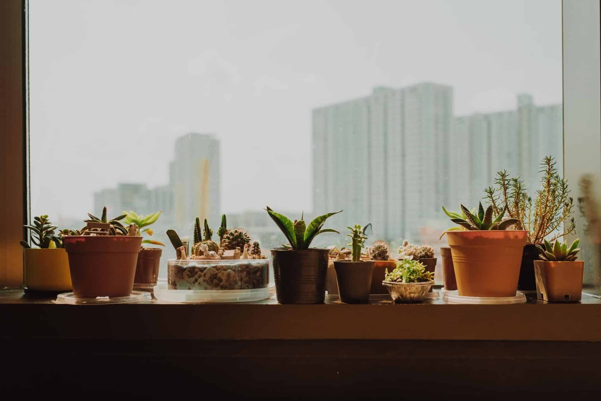 Potted Plants On Window Sill Against Sky In City
