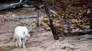 Famous Rare White Wolf Killed in Yellowstone, $15,000 and Growing Reward Offered