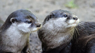 Asian Otters: Out of the Water and Into … a Café?