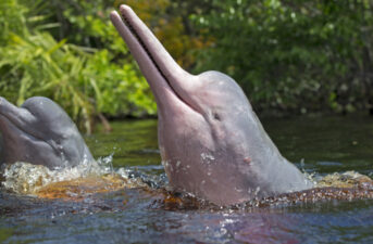 Brazil’s Amazon River Dolphin Faces Extinction After Fishing Moratorium Ends