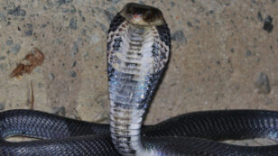 Snakes Could Be the Original Source of the New Coronavirus Outbreak in China