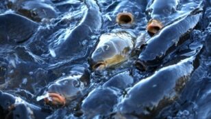 Chile’s Salmon Industry Using Record Levels of Antibiotics to Combat Bacterial Outbreak