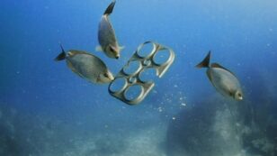 First Ever 100% Edible Six-Pack Ring Feeds Marine Animals Instead of Killing Them