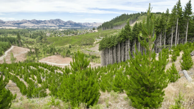 Planting Non-Native Trees Accelerates Carbon Release Back Into the Atmosphere