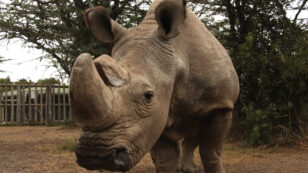 World’s Last Male Northern White Rhino Dies