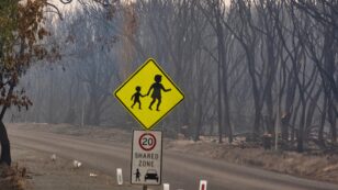 Australian Supreme Court Halts Logging Project as Animals Seek New Habitat Amid Fire Destruction