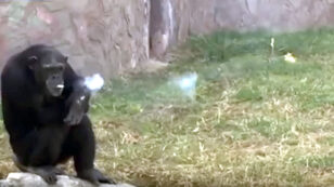 Chain-Smoking Chimpanzee Shockingly Popular at Zoo