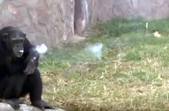 Chain-Smoking Chimpanzee Shockingly Popular at Zoo