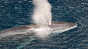 Whale Song Can Help Scientists Image the Ocean Floor