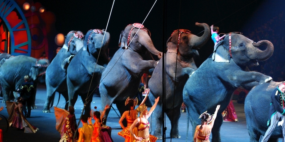 New Jersey Is First State to Ban Wild Animal Circus Acts - EcoWatch