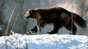 Wild Baby Wolverines Make On-Screen Debut in Remarkable New Documentary