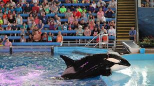PETA Urges SeaWorld to Allow Last Orca Mother to Give Birth in Seaside Sanctuary